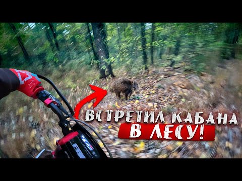 Видео: ВСТРЕТИЛ БЕШЕНОГО КАБАНА В ЛЕСУ НА ПИТБАЙКЕ!