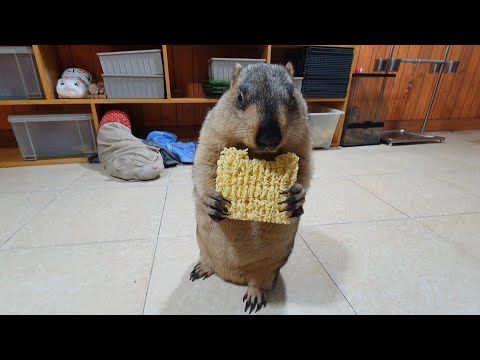 Видео: Сурок впервые съел лапшу быстрого приготовления