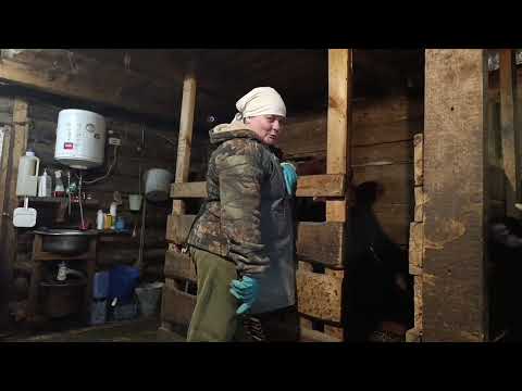 Видео: Чищу и болтаю... Лечим копыто у Добрыни 