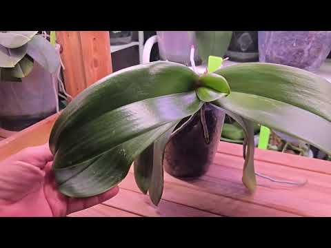 Видео: ФАЛЕНОПСИСЫ! Посадка деток и обзор взрослых орхидей.