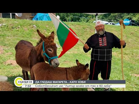 Видео: Магарешкото мляко – лек, имуностимулант и вкусна напитка - Събуди се...(30.04.2023)