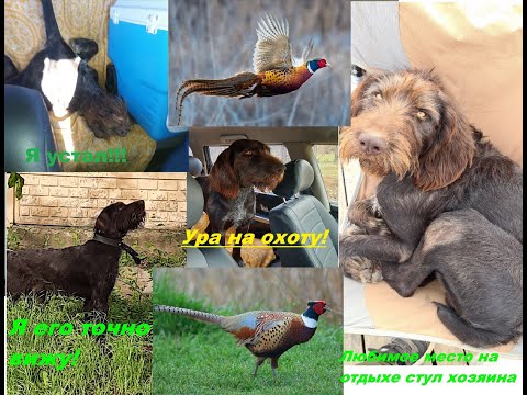 Видео: ОХОТА С ДРАТХААРАМИ.  ОДИНАКОВЫЕ, НО ТАКИЕ РАЗНЫЕ…