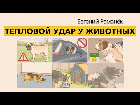 Видео: Тепловой удар у животных