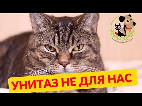 Видео: Почему не стоит приучать кошку к унитазу / 10 причин не приучать кота к унитазу