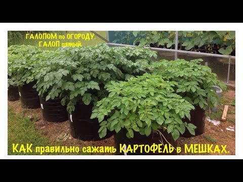 Видео: КАРТОШКА в МЕШКАХ.КАК правильно САЖАТЬ и ВЫРАЩИВАТЬ.ГАЛОПОМ по ОГОРОДУ 2018.ГАЛОП 5.Potatoes in Bags