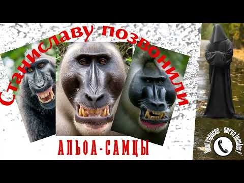 Видео: Станиславу позвонили альфасамцы!