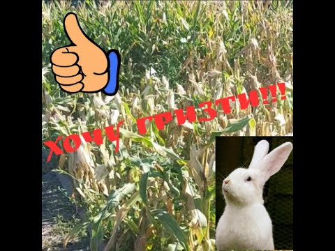 Видео: Згодовую кроликам стебла кукурудзи