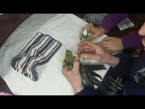 Видео: спасение попугая раяна ,перевой клещ