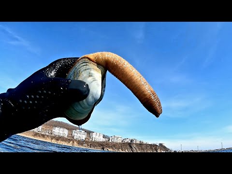 Видео: Морской гребешок, морские ежи и Гуйдак. Собираю и готовлю!