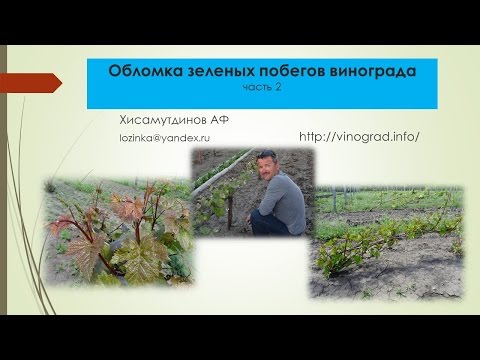 Видео: Обломка винограда, часть 2 Хисамутдинов АФ, Красохина СИ