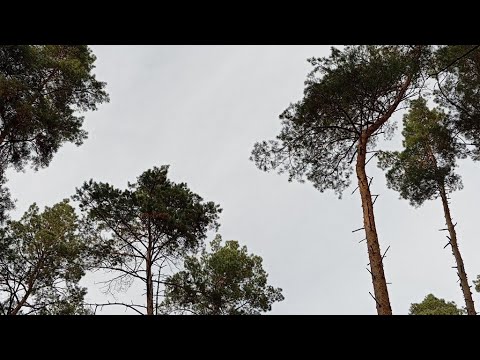 Видео: Утро на канале  Bodhi 🙏 Satva ! Доброго, Лесного  🌲