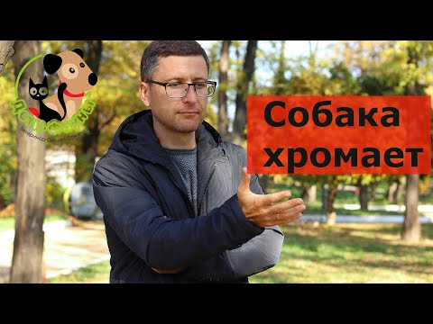 Видео: Собака хромает, возможные причины