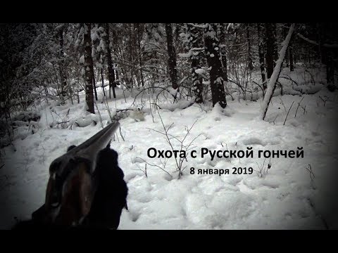 Видео: Охота с Русской гончей на зайца 8 01 19