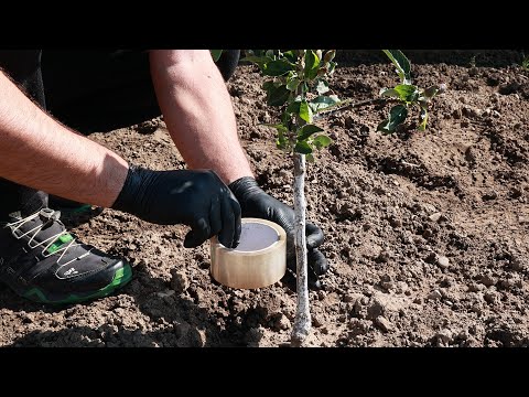 Видео: Почему я не знал этого метода раньше? Муравьиных колоний и тли больше нет!