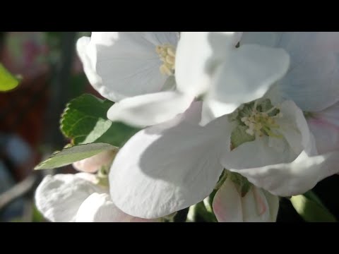 Видео: Бесконечный проджект пен. Начало