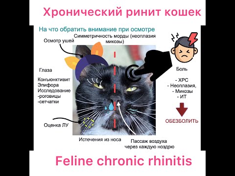 Видео: Хронический ринит кошек Эфир Inst от 17.04.2020 /Feline Chronic rhinitis/ Talks.