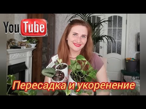 Видео: Сциндапсусы и Эпипремнумы! ПОСАДКА, ПЕРЕСАДКА И УКОРЕНЕНИЕ.