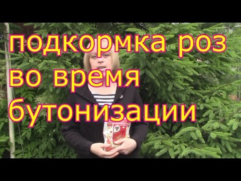 Видео: подкормка роз во время бутонизации