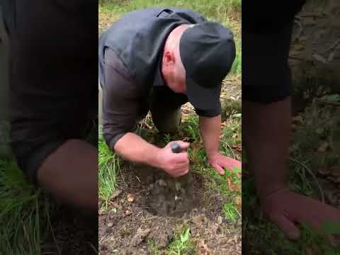 Видео: В ліс по Чагу