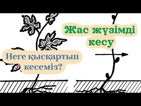 Видео: Жас жүзімді кесу