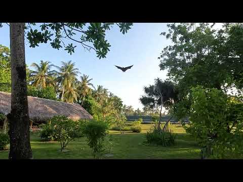Видео: Спорт, птицы и цветы на СанАйленд Мальдивы