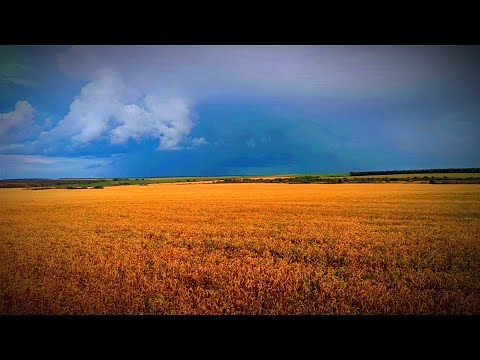 Видео: ОХОТА С МОЛОДЫМ КУРЦХААРОМ/ ОХОТА НА УТКУ/