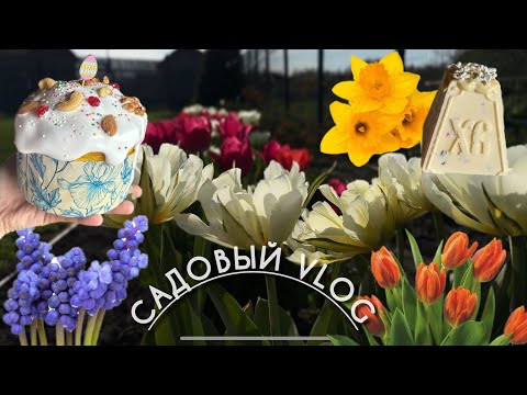 Видео: 🌷ЦВЕТУТ ТЮЛЬПАНЫ,НАРЦИССЫ И ДРУГИЕ🌷 КАПЕЛЬНЫЙ ПОЛИВ💧ПАСХА 👼🏼 САЖАЮ НОВЫЕ САЖЕЦЫ И СЕЮ ОВОЩИ 🥒