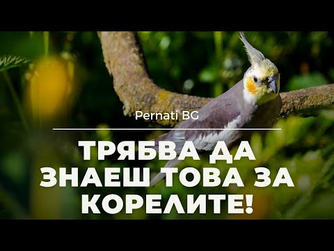 Видео: ТОП 7 ОСОБЕНОСТИ на КОРЕЛАТА които ТРЯБВА да знаеш