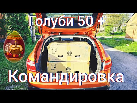 Видео: Голуби  праздничная командировка Хоминг