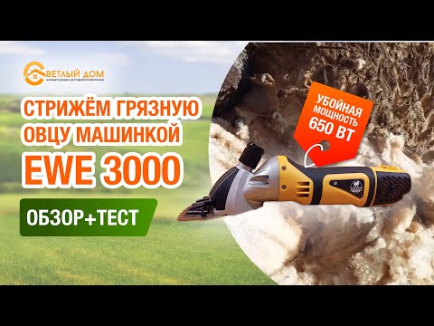 Видео: Стрижем овцу машинкой EWE 3000. Жесткий тест: очень грязная овца. Машинка для стрижки овец EWE 3000