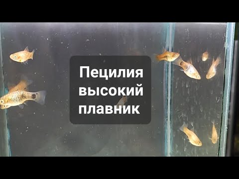 Видео: Пецилия высокий плавник Xiphophorus maculatus