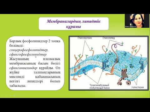 Видео: Жасуша мембранасы арасындағы байланыс