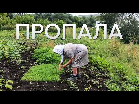 Видео: Женщина вышла в огород нарвать укропа и пропала