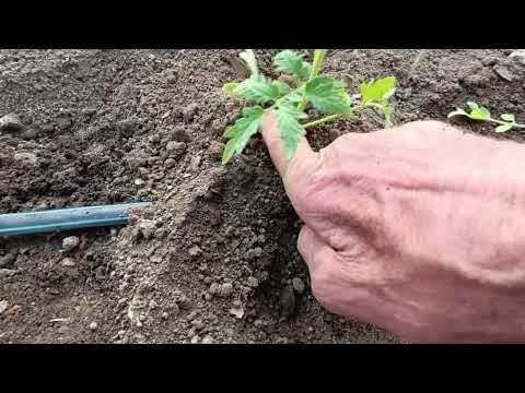 Видео: Засаждане на разсад домати в оранжерии.Условия!