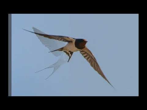 Видео: ЛАСТОЧКА    музыка и исп. Лариса Каждан   сл. Диана Беребицкая