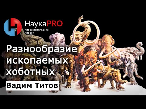 Видео: Разнообразие вымерших хоботных | Лекции по палеонтологии – палеонтолог Вадим Титов | Научпоп