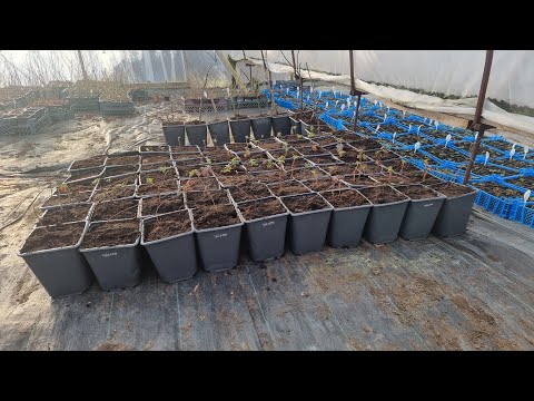 Видео: Выращивание малины и ежевики по типу Лонг кейн(Long cane)