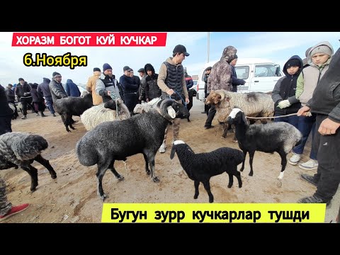 Видео: КУЙ КУЧКАР НАРХЛАРИ ХОРАЗМ БОГОТ КУЙ БОЗОРИ 6 НОЯБРЯ 2024.Г