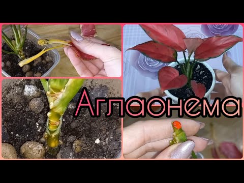 Видео: ЖЕЛТЕЕТ ствол у АГЛАОНЕМЫ и отваливаются листья🌱Причина🌺Решение проблемы🌱Наращивание новых корней🌱