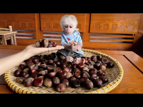 Видео: Вы не поверите, как отреагировал Баба на домашние каштаны Тёти! 🐒🌰