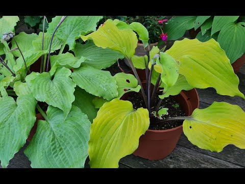 Видео: Хосты с необычным цветом листа Очень красиво #hosta #2024 #garden #bayern #julia_i_sad #collection