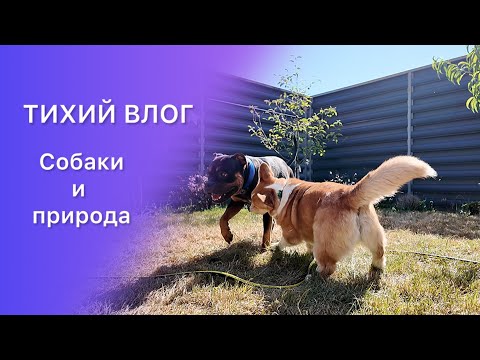Видео: Тихий влог с собаками: День, когда не нужно говорить (DOG VLOG)
