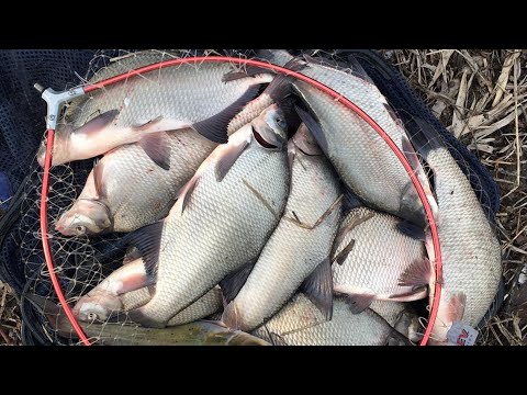 Видео: Весенняя рыбалка на фидер. Попал на КЛЁВ ЛЕЩА
