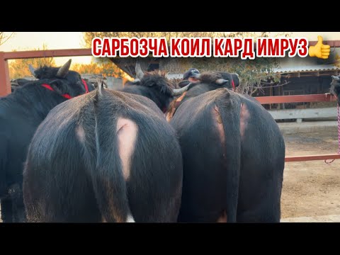 Видео: Бука ва гуночино аз Сарбозча 12 ноября 2025 г.