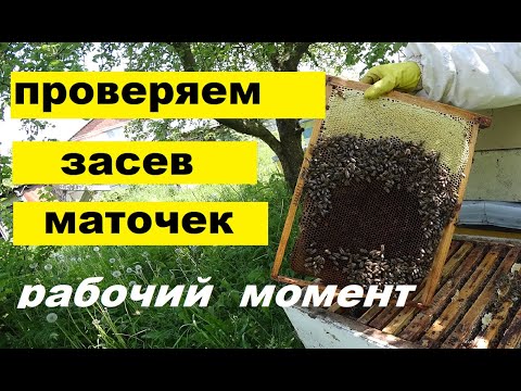 Видео: Проверяем облёт свищевых маток в семьях подряд в рабочем порядке.