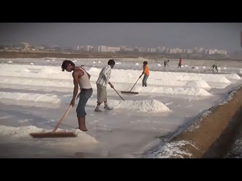 Видео: Как фермеры, рискуя жизнью, выращивают соль по 4 доллара за тонну | Рискованная работа