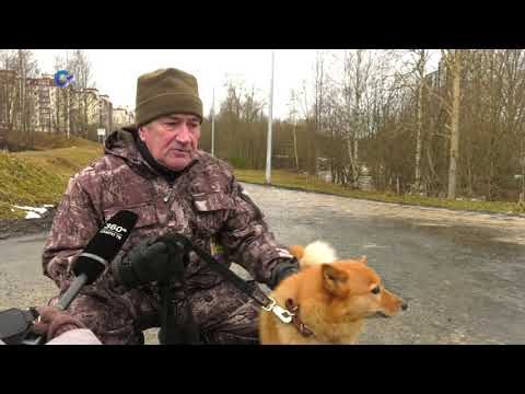 Видео: Карельские лайки
