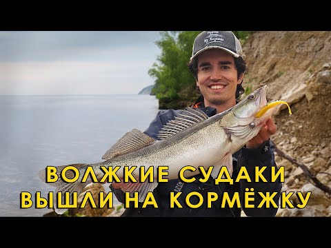 Видео: Секреты ловли СУДАКА на правом берегу Волги! Рыбалка на спиннинг.