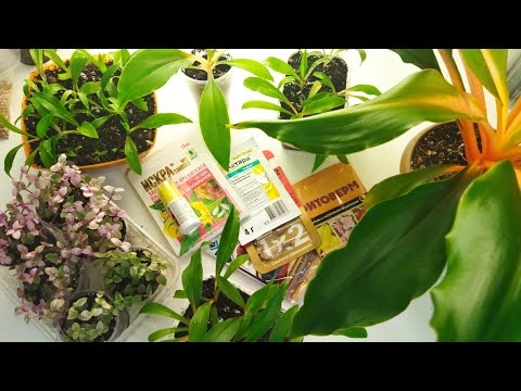 Видео: Комнатные цветы/ Сеянцы Хлорофитума Оранж/ Каллизия Розовая леди/ Повседневные заботы 🌿🌱🍀