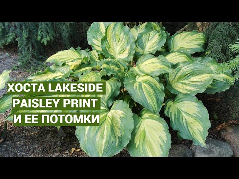 Видео: Хоста Лейксайд Пейсли Принт и  ее потомки